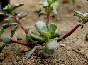 Krokot (Portulaca oleracea)